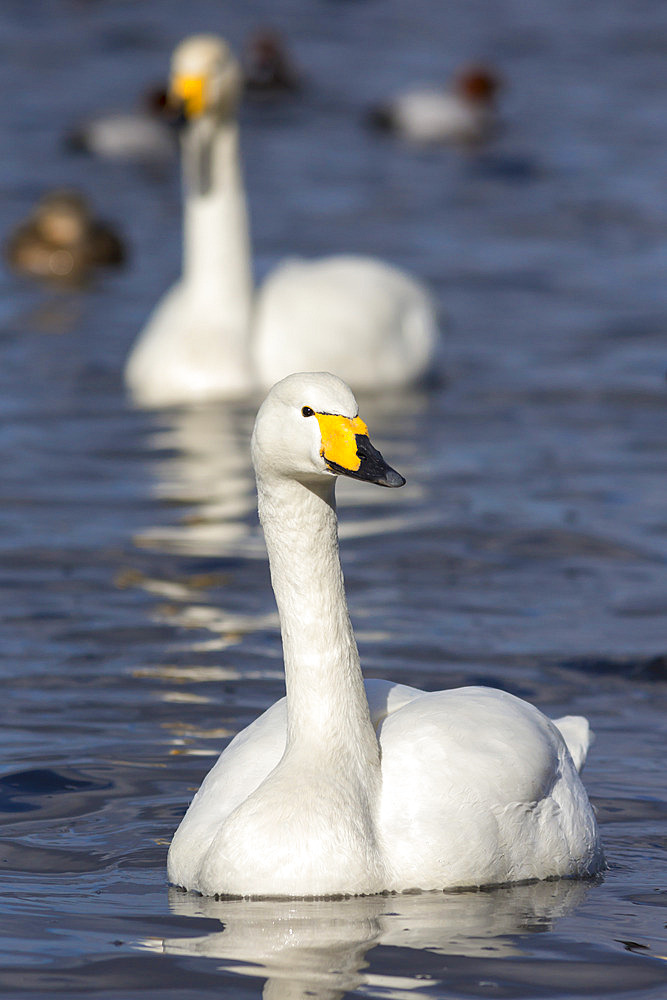 Whooper swans (Cygnus cygnus) on the water, Welney Wildfowl and Wetlands Trust Reserve, Norfolk, England, United Kingdom, Europe