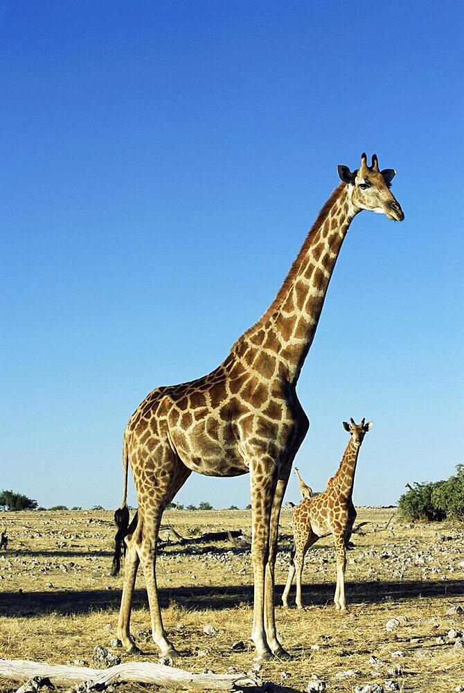 Giraffe, Giraffa camelopardalis, Etosha National Park, Namibia, Africa