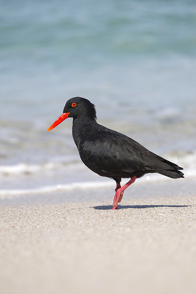 African (black) oystercatcher (Haematopus moquini), De Hoop nature reserve, Western Cape, South Africa, Africa