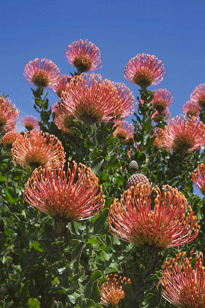 Pincushion protea (Leucospermum cordifolium), Kirstenbosch Botanical Gardens, Cape Town, South Africa, Africa