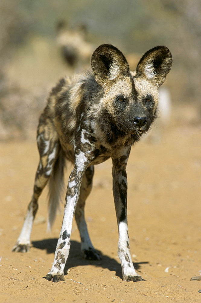 Wild dog (Lycaon pictus) in captivity, Namibia, Africa