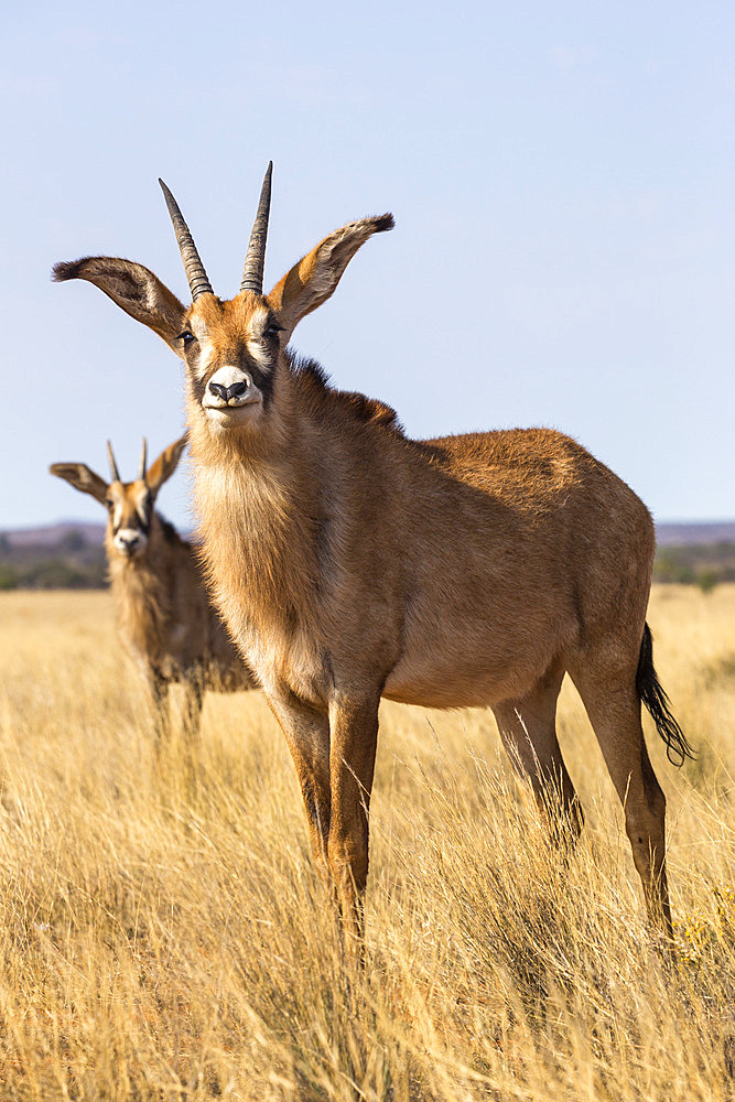 Roan antelope (Hippotragus equinus), Mokala National Park, South Africa, Africa