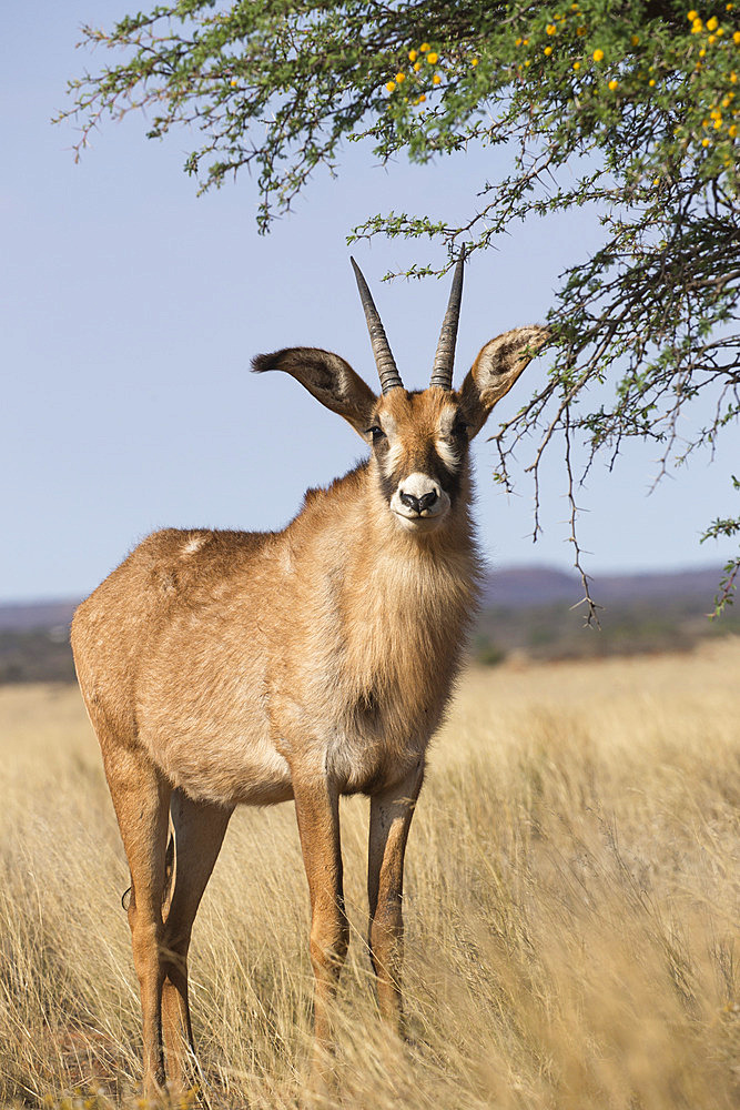 Roan antelope (Hippotragus equinus), Mokala National Park, South Africa, Africa