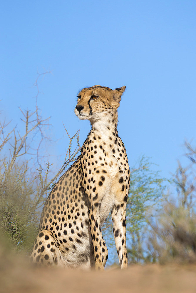 Cheetah (Acinonyx jubatus), Kgalagadi Transfrontier Park, Northern Cape, South Africa, Africa