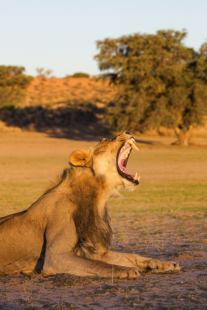 Male lion (Panthera leo) yawning, Kgalagadi Transfrontier Park, Northern Cape, South Africa, Africa