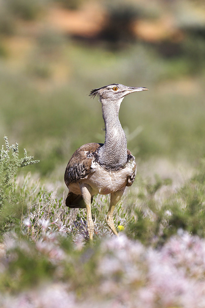 Kori bustard (Ardeotis kori) in nerine flowers in summer, Kgalagadi Transfrontier Park, Northern Cape, South Africa, Africa