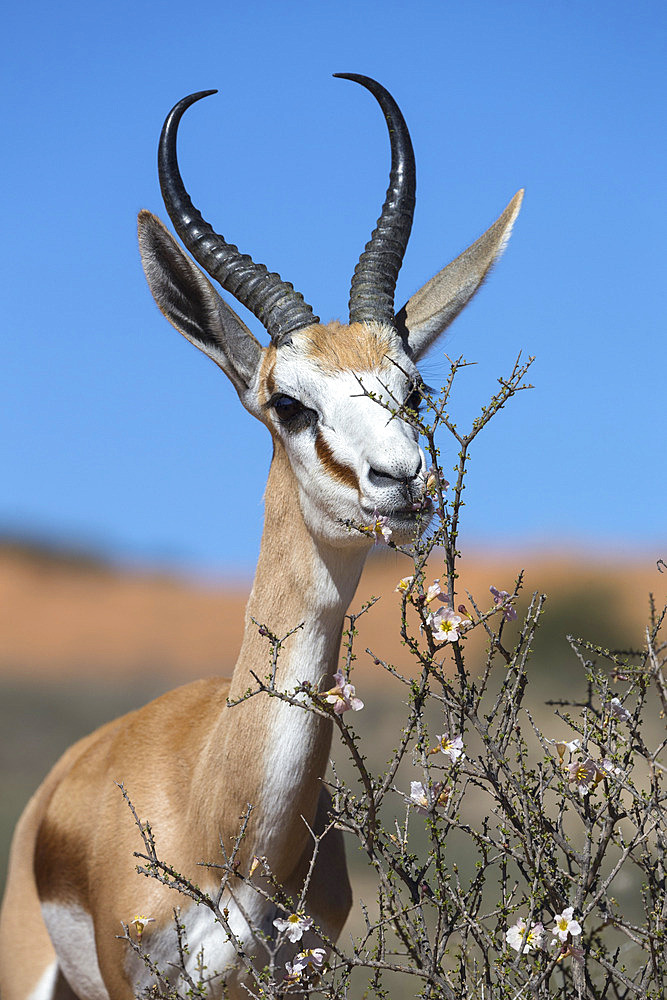 Springbok (Antidorcas marsupialis) eating driedoring flowers (Rhigozum trichotomum) Kgalagadi Transfrontier Park, South Africa, Africa