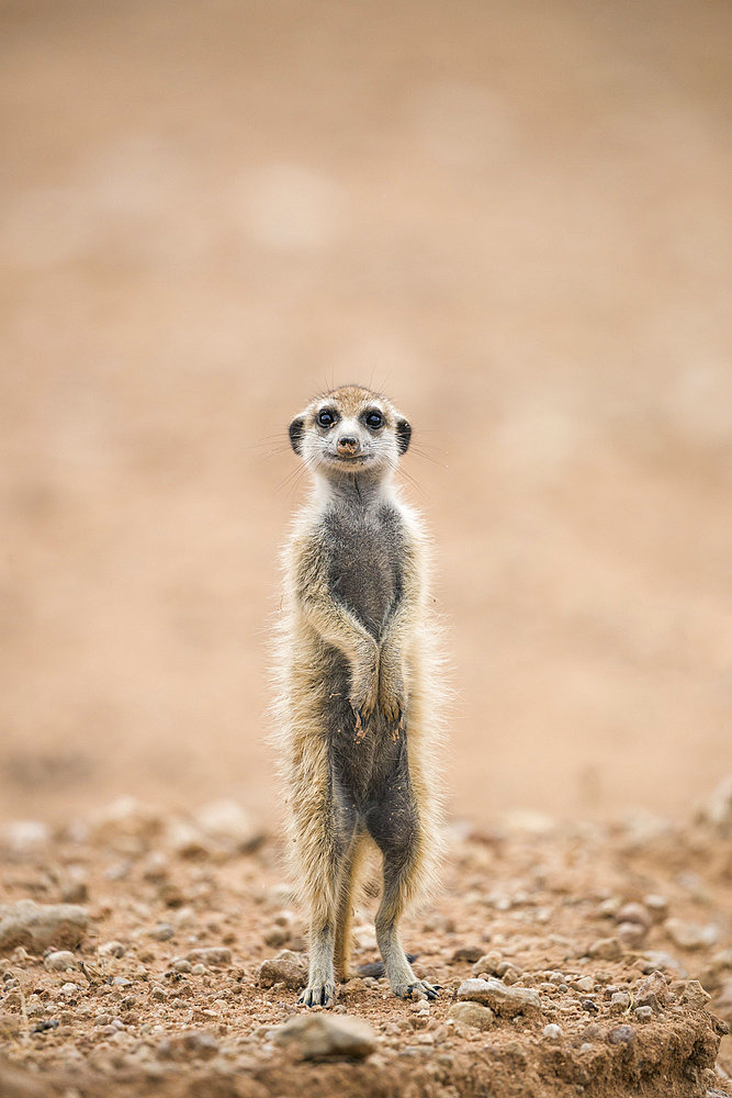 Young meerkat (Suricata suricatta) at burrow, Kgalagadi Transfrontier Park, Northern Cape, South Africa, Africa