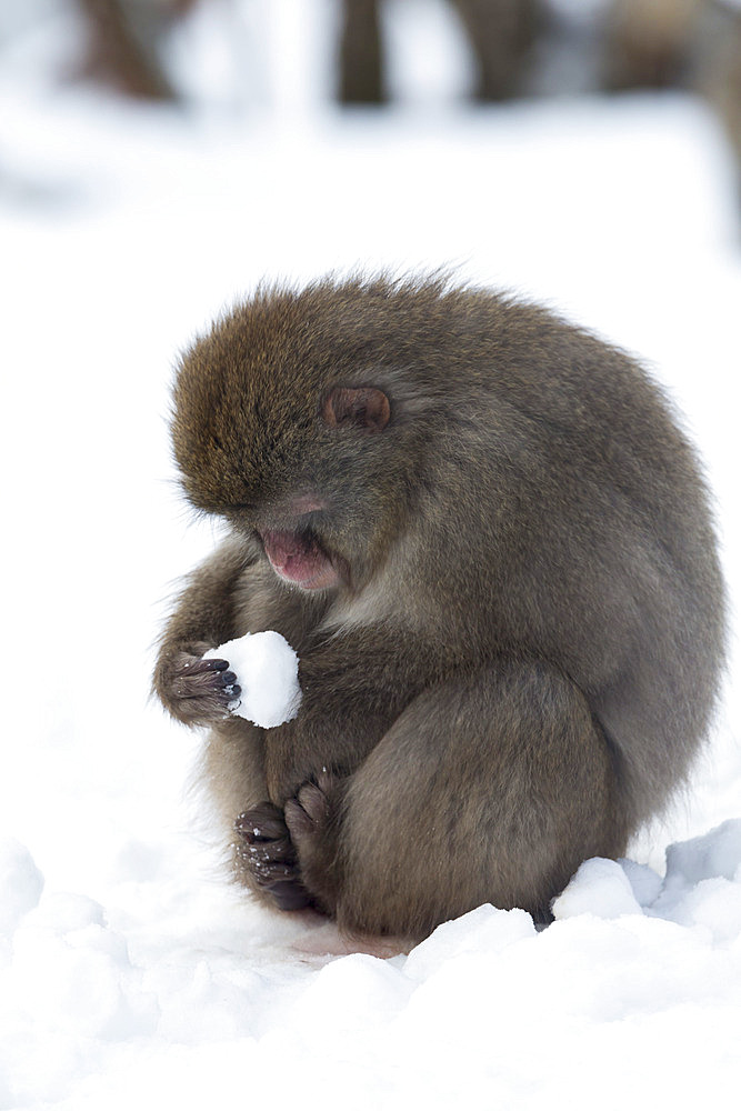 Snow monkey (Macaca fuscata), Japanese macaque, captive, Highland Wildlife Park, Kingussie, Scotland, United Kingdom, Europe