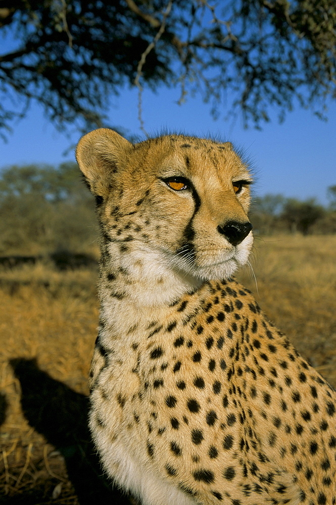 Cheetah (Acinonyx jubatus) in captivity, Namibia, Africa