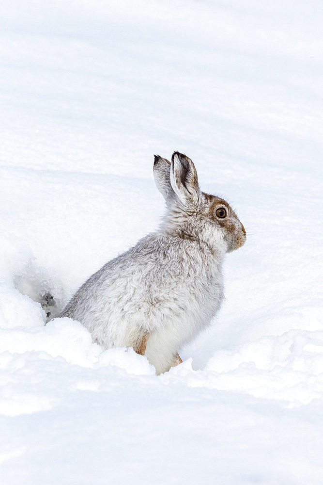 Mountain hare (Lepus timidus) in winter snow, Scottish Highlands, Scotland, United Kingdom, Europe