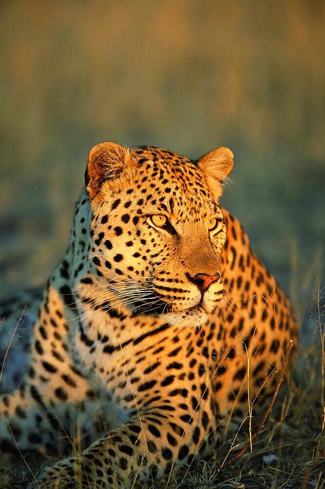 Male leopard, Panthera pardus, in captivity, Namibia, Africa