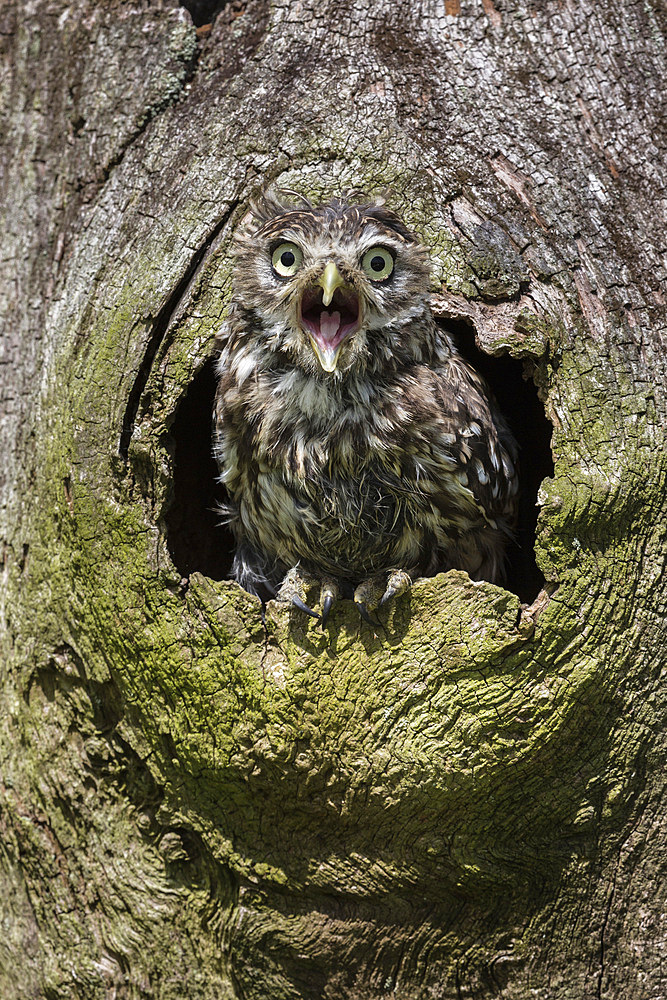 Little owl (Athene noctua), captive, United Kingdom, Europe