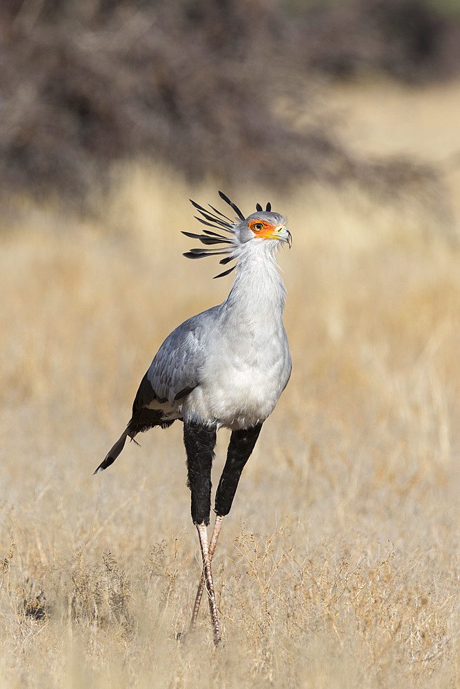 Secretarybird (Sagittarius serpentarius), Kgalagadi Transfrontier Park, South Africa, Africa