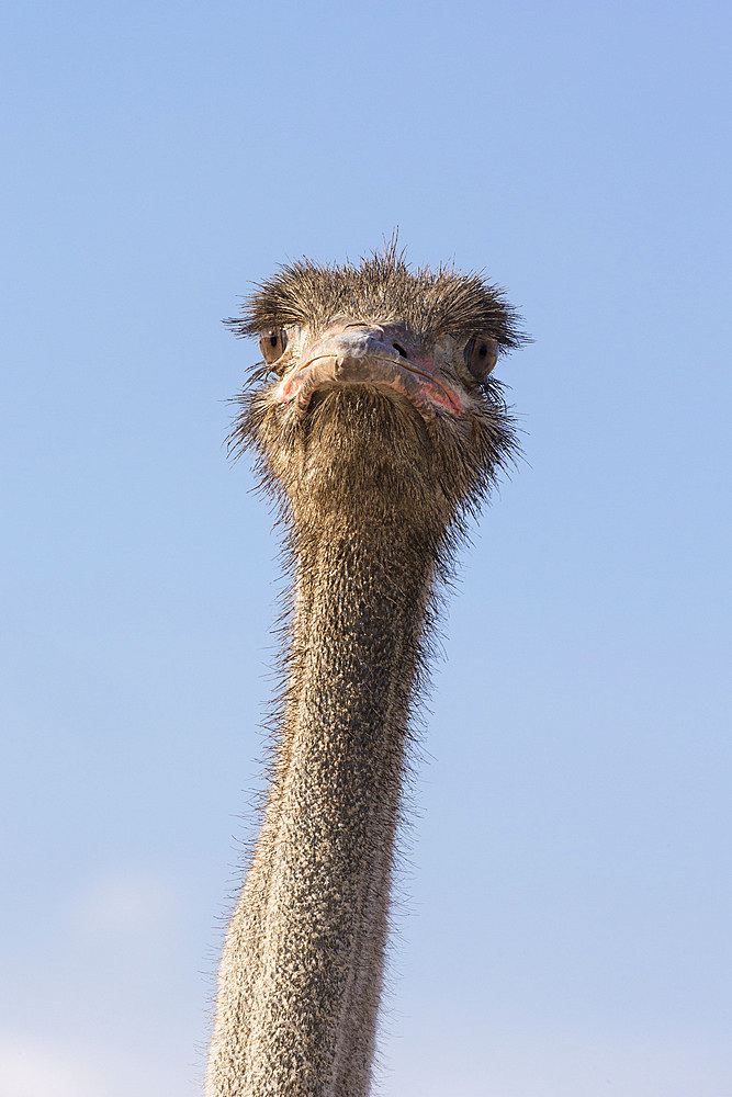 Ostrich (Struthio camelus), Kgalagadi Transfrontier Park, South Africa, Africa