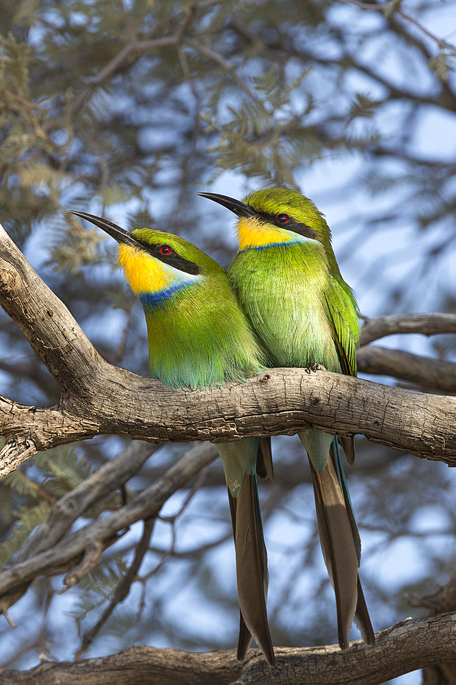 Swallowtailed bee-eater (Merops hirundineus), Kgalagadi Transfrontier Park, South Africa, Africa