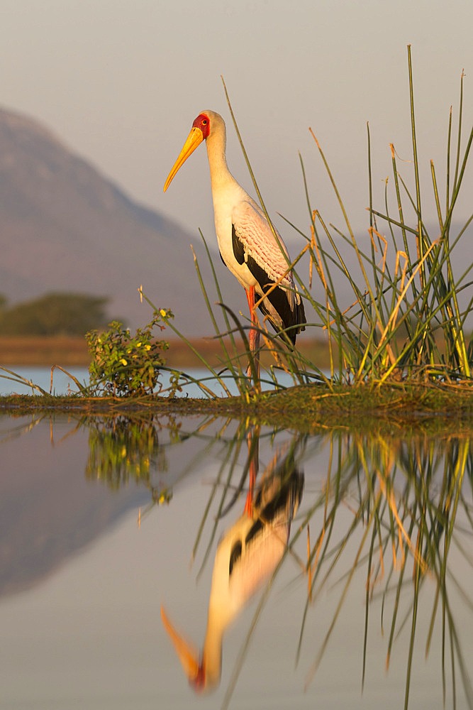 Yellowbilled stork (Mycteria ibis), Zimanga private game reserve, KwaZulu-Natal, South Africa, Africa