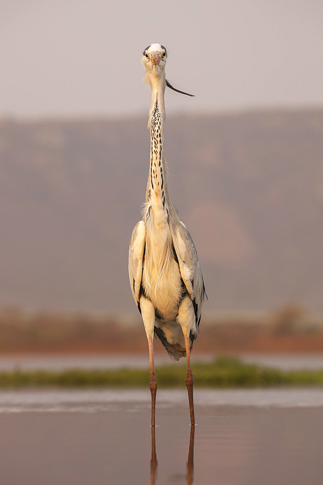 Grey heron (Ardea cinerea), Zimanga private game reserve, KwaZulu-Natal, South Africa, Africa