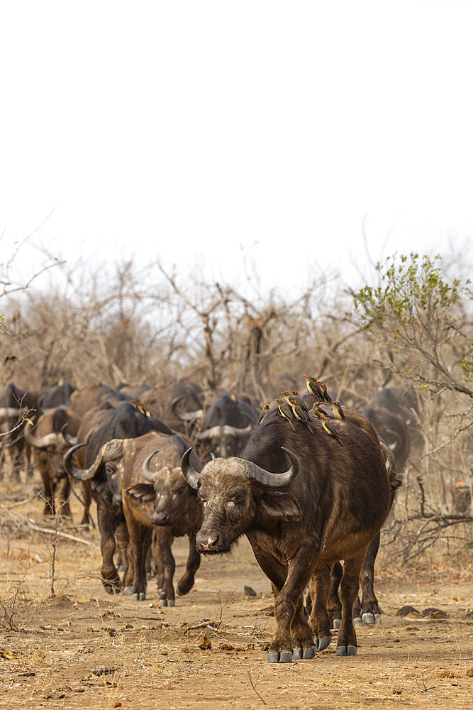 Cape buffalo (Syncerus caffer) herd, Kruger National Park, South Africa, Africa