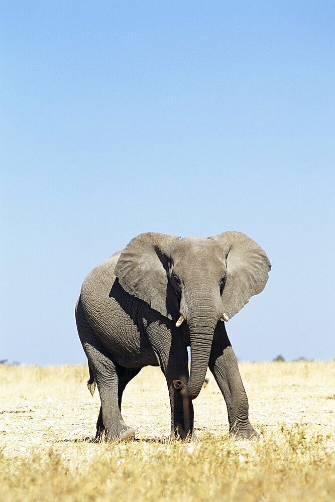 Bull African elephants, Loxodonta africana, Etosha National Park, Namibia, Africa