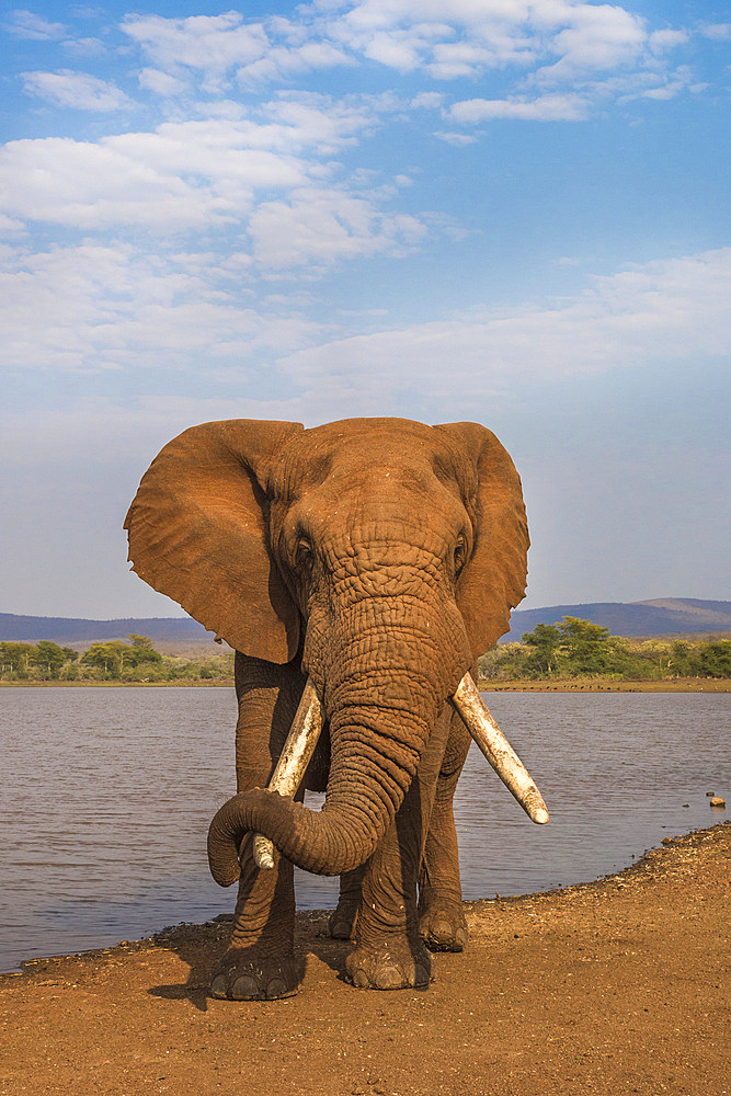 Elephant (Loxodonta africana) resting trunk on its tusk, Zimanga game reserve, KwaZulu-Natal, South Africa, Africa