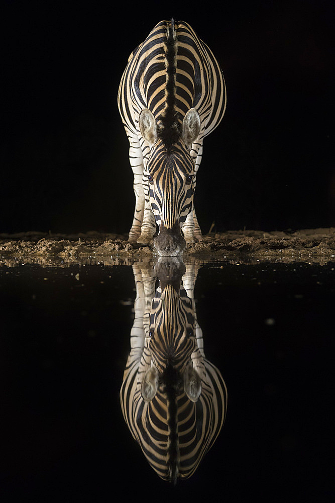 Plains zebra (Equus quagga) drinking at night, Zimanga private game reserve, KwaZulu-Natal, South Africa, Africa