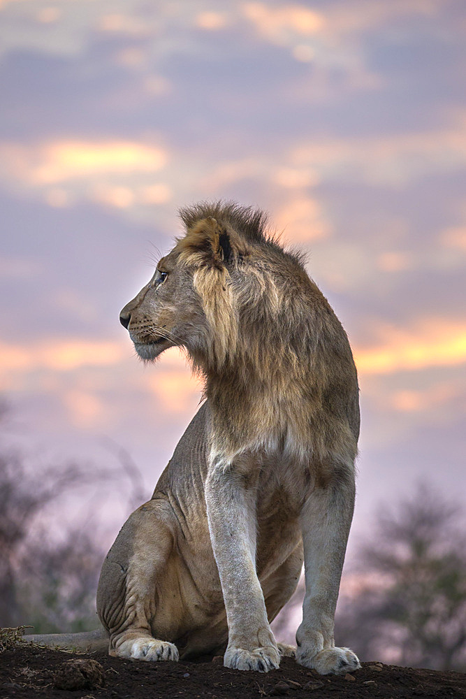 Lion (Panthera leo) at dawn, Zimanga private game reserve, KwaZulu-Natal, South Africa, Africa