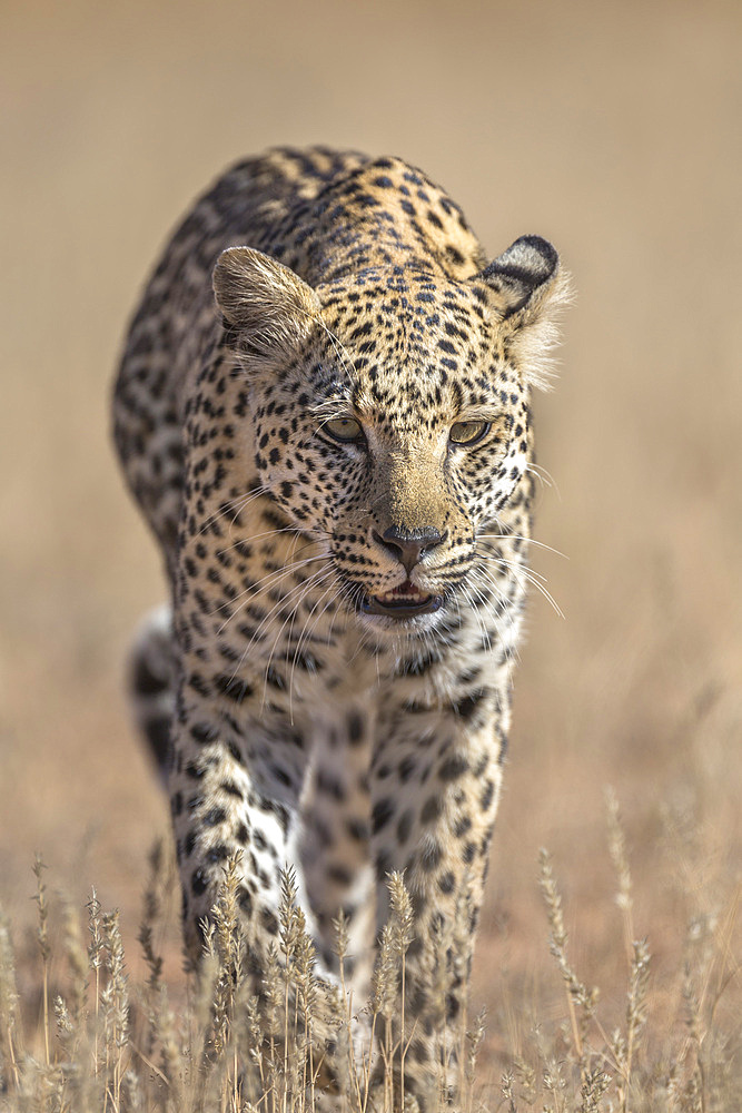 Leopard female (Panthera pardus), Kgalagadi Transfrontier Park, South Africa, Africa