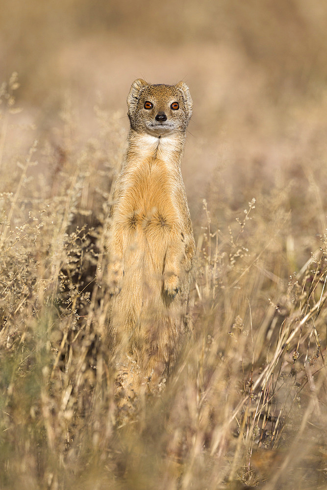 Yellow mongoose (Cynictis penicillata), Kgalagadi Transfrontier Park, South Africa, Africa