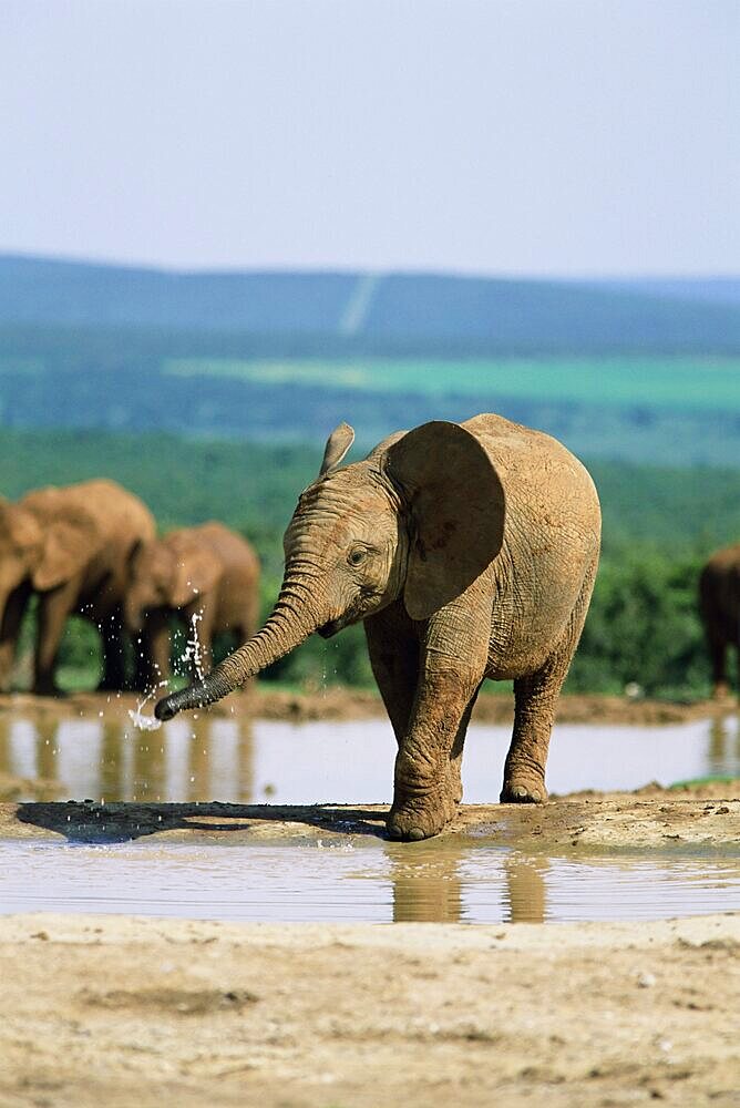 Young African elephant, Loxodonta africana, at waterhole, Addo National Park, South Africa, Africa