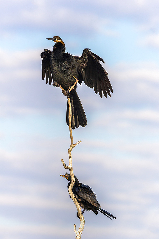 African darter (Anhinga rufa), Chobe River, Botswana, Africa