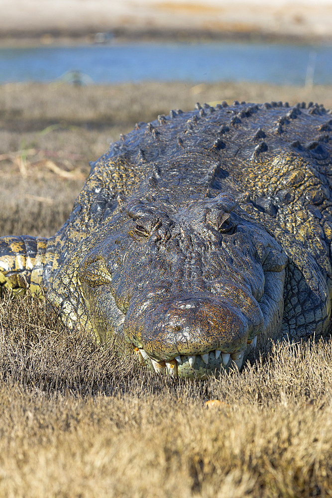 Nile crocodile (Crocodylus niloticus), Chobe River, Botswana, Africa