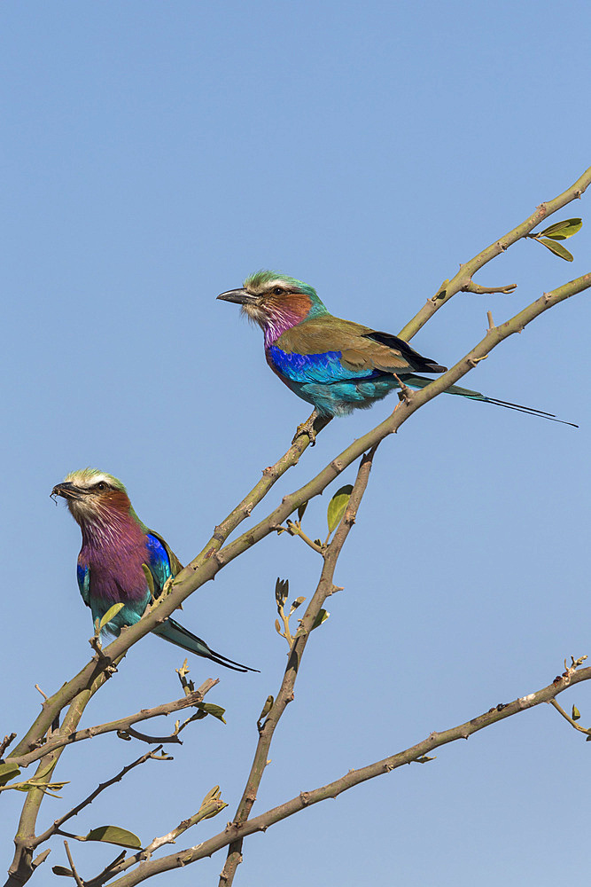 Lilacbreasted rollers (Coracias caudatus), Chobe National Park, Botswana, Africa