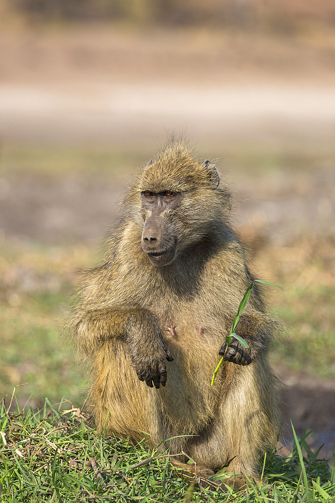 Chacma baboon (Papio ursinus) feeding, Chobe National Park, Botswana, Africa