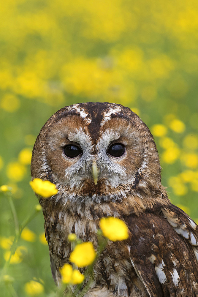 Tawny owl (Strix aluco) in buttercups, captive, Cumbria, England, United Kingdom, Europe