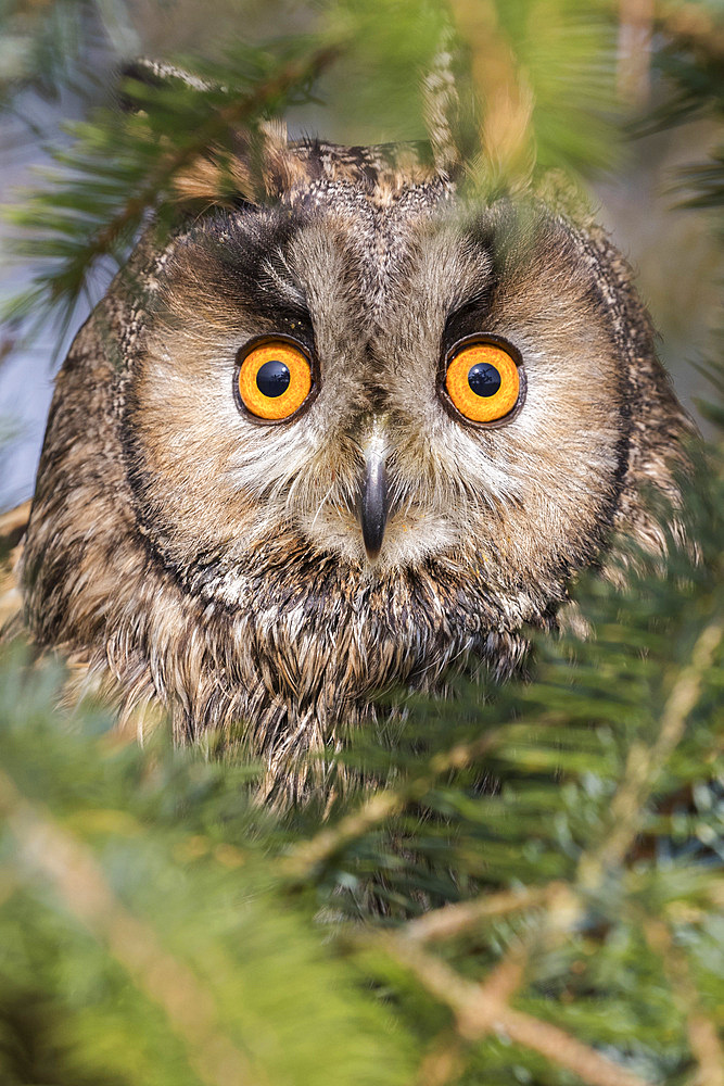 Long-eared owl (Asio otus), captive, United Kingdom, Europe