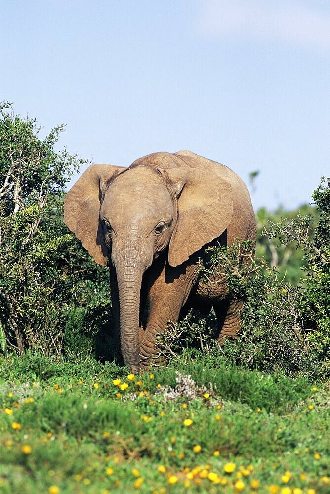 Young African elephant, Loxodonta africana, Addo, South Africa, Africa