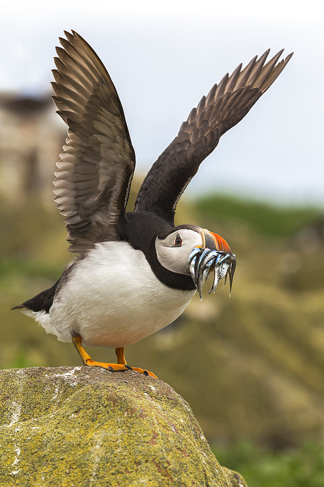 Puffin (Fratercula arctica) with sandeels, Farne Islands, Northumberland, England, United Kingdom, Europe