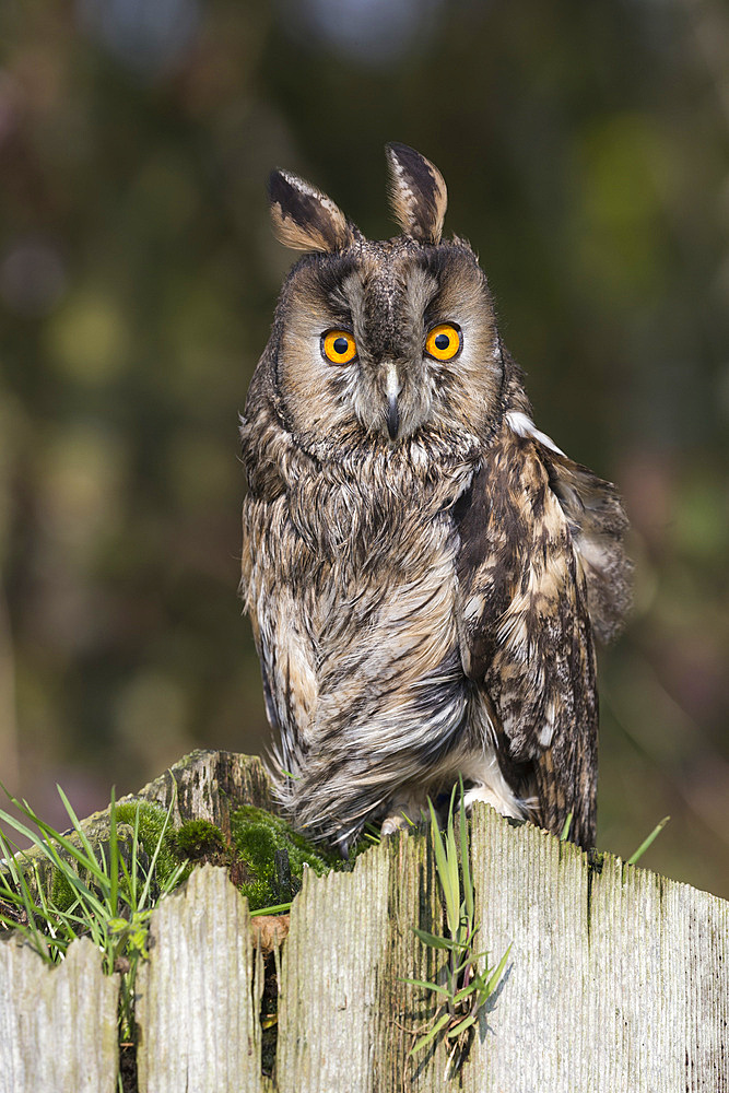 Long-eared owl (Asio otus), captive, United Kingdom, Europe