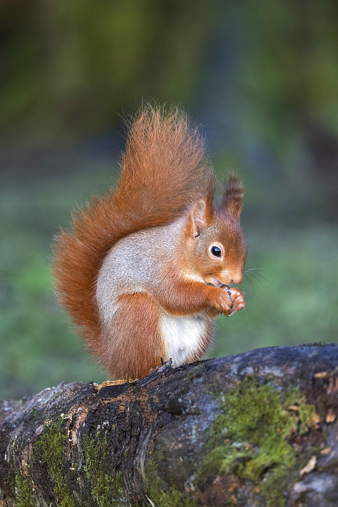 Red squirrel (Sciurus vulgaris), Eskrigg Nature Reserve, Lockerbie, Scotland, United Kingdom, Europe