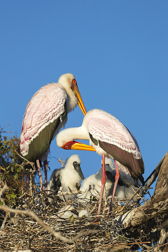 Yellow-billed stork (Mycteria ibis) on nest, Chobe River, Botswana, Africa