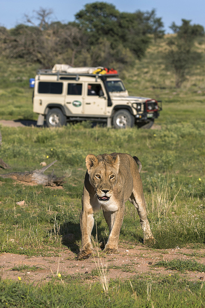 Lion (Panthera leo) with safari tourists, Kgalagadi Transfrontier Park, Northern Cape, South Africa, Africa