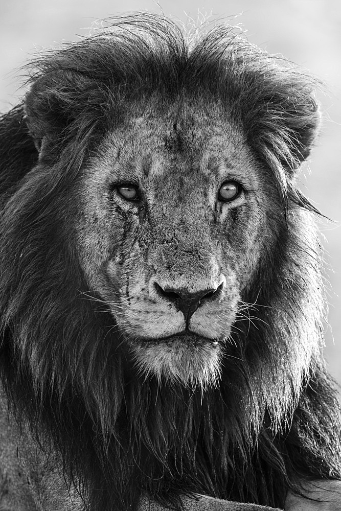 Lion (Panthera leo), Kruger National Park, South Africa, Africa