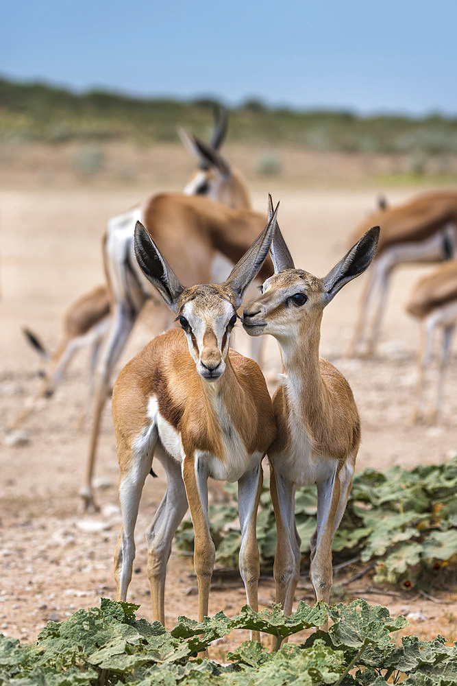 Springbok (Antidorcas marsupialis) young, Kgalagadi Transfrontier Park, Northern Cape, South Africa, Africa