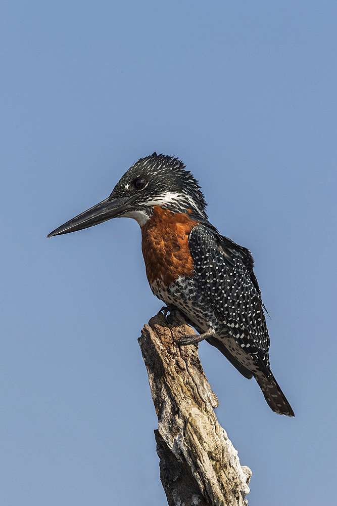 Giant kingfisher (Megaceryle maxima), Chobe River, Botswana, Africa