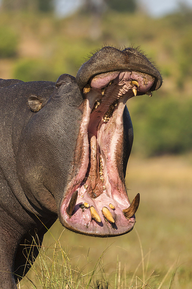 Hippo (Hippopotamus amphibius) yawning, Chobe National Park, Botswana, Africa