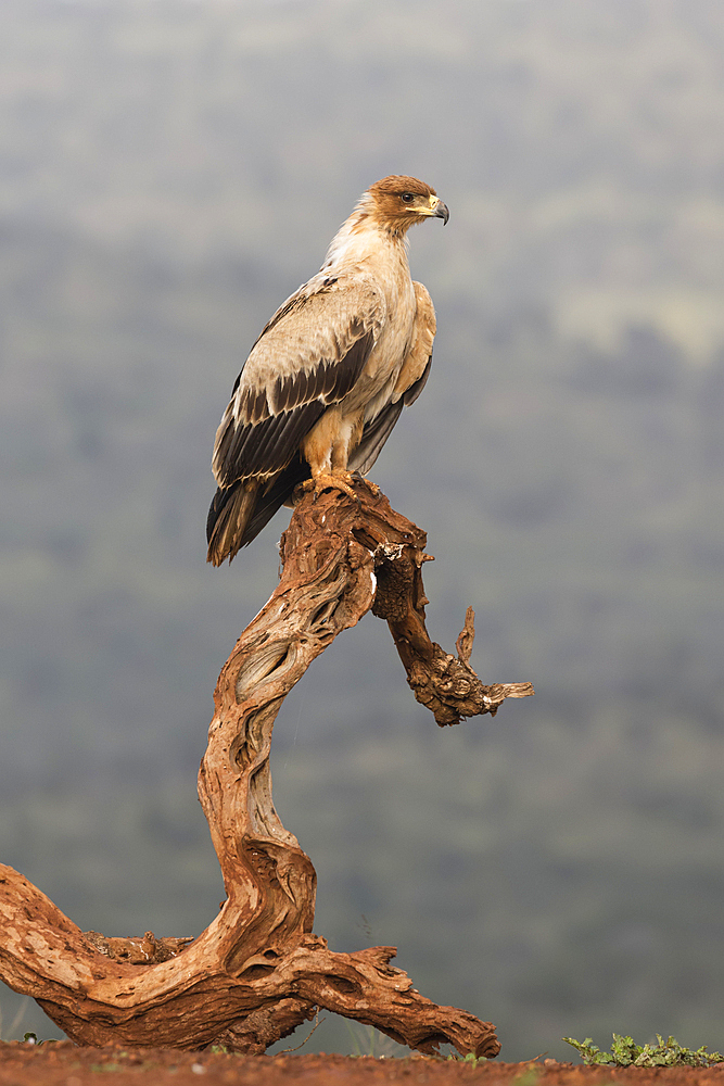 Tawny eagle (Aquila rapax), Zimanga Private Game Reserve, KwaZulu-Natal, South Africa, Africa