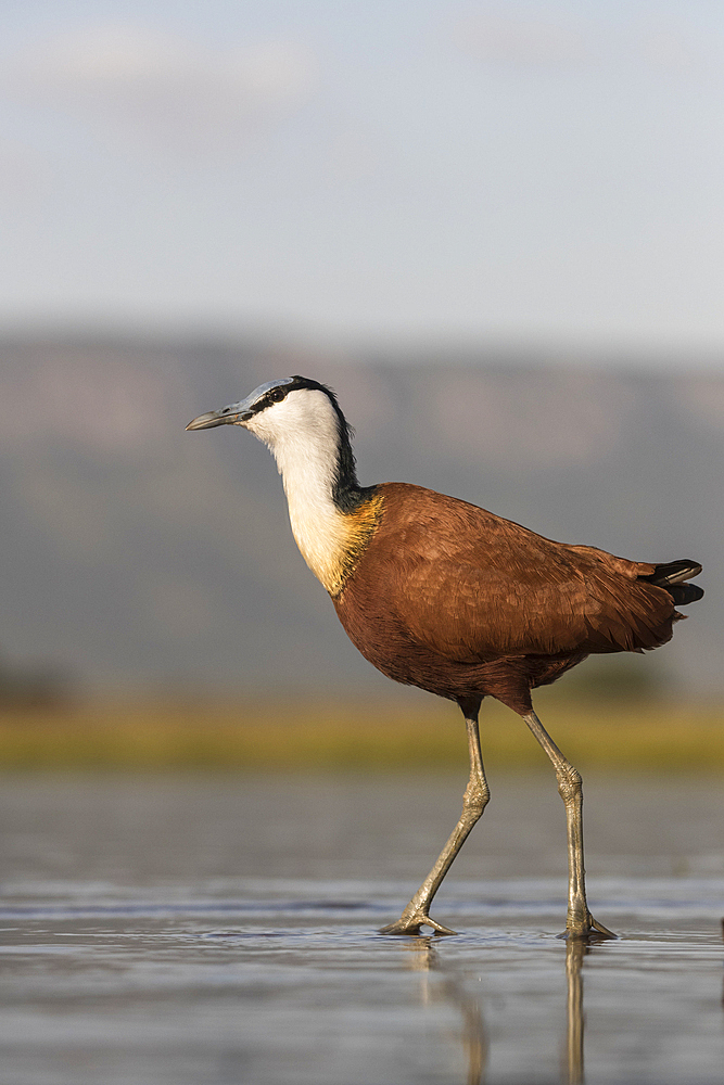 African jacana (Actophilornis africanus), Zimanga Private Game Reserve, KwaZulu-Natal, South Africa, Africa