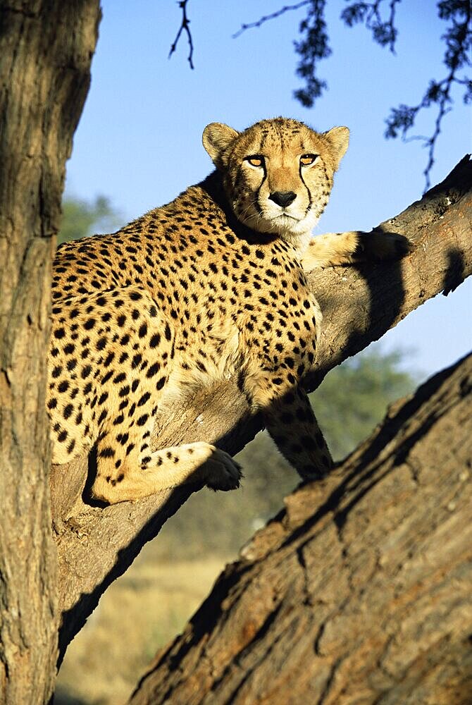 Cheetah, Acinonyx jubartus, sitting in tree, in captivity, Namibia, Africa