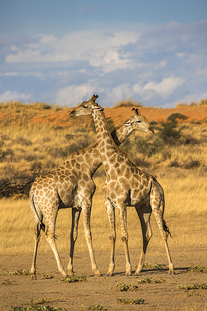 Giraffes (Giraffa camelopardalis), Kgalagadi Transfrontier Park, South Africa, Africa